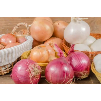 Fresh Onion 